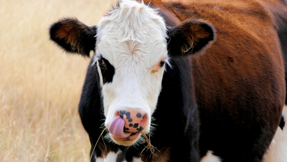 black and white cow on brown field during daytime