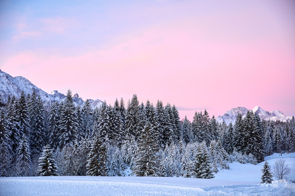 snow covered pine trees during daytime