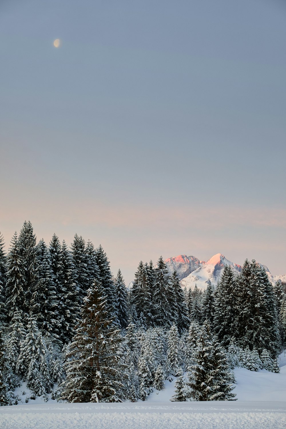 Schneebedeckte Pinien und Berge tagsüber