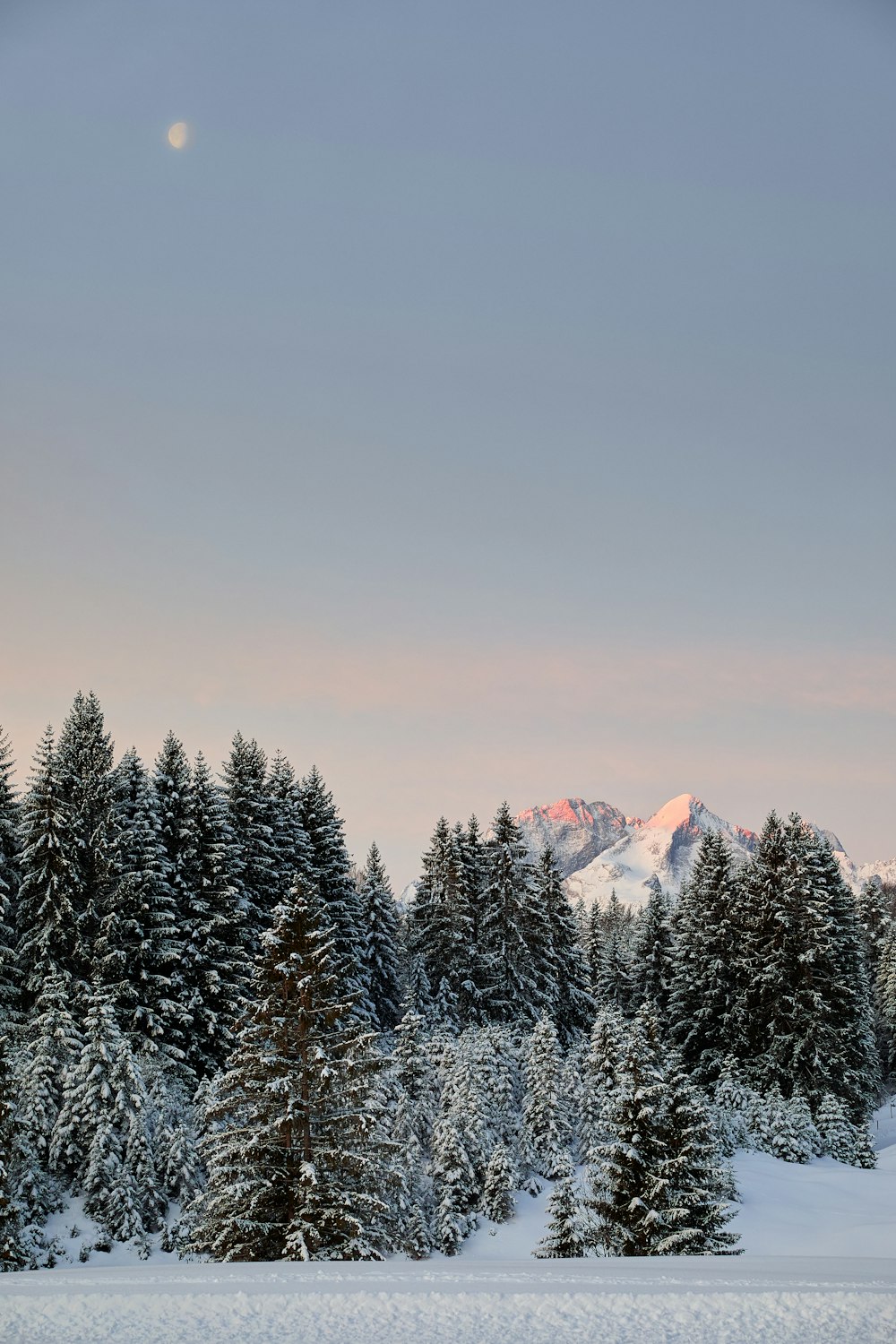 snow covered pine trees and mountains during daytime