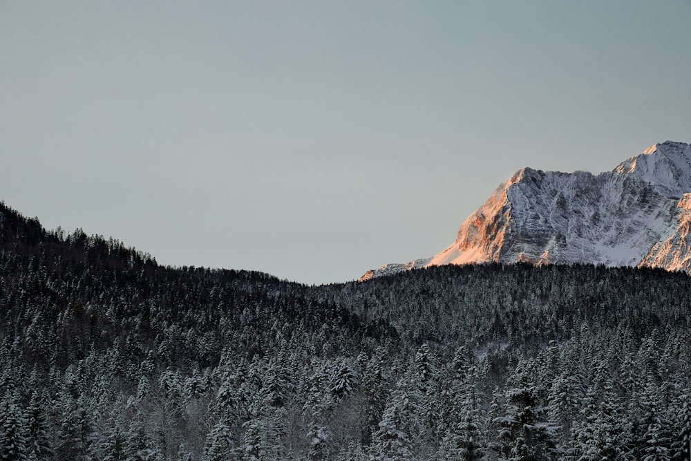 Schneebedeckte Bäume und Berge tagsüber