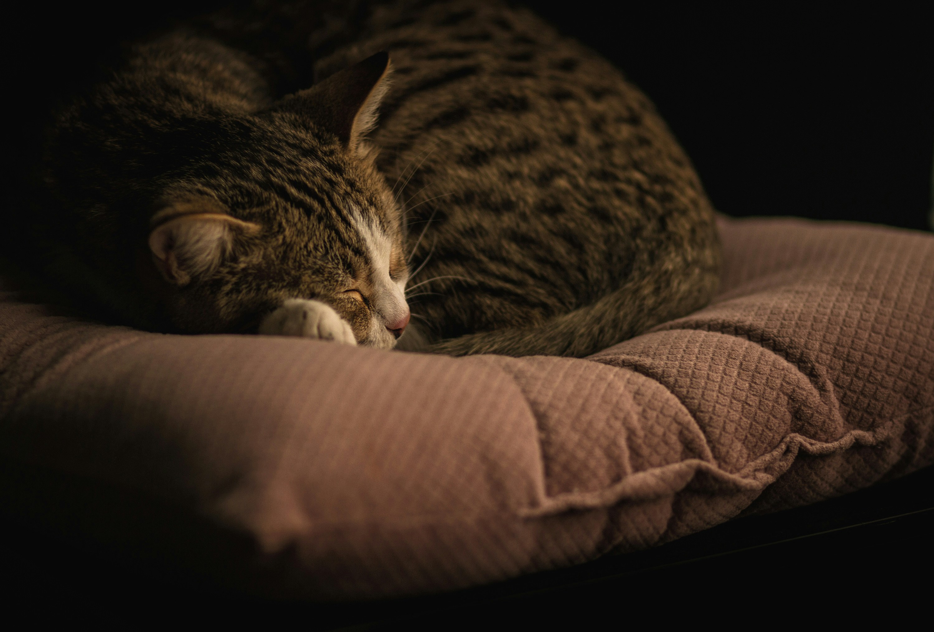 Photo by davoodjalali