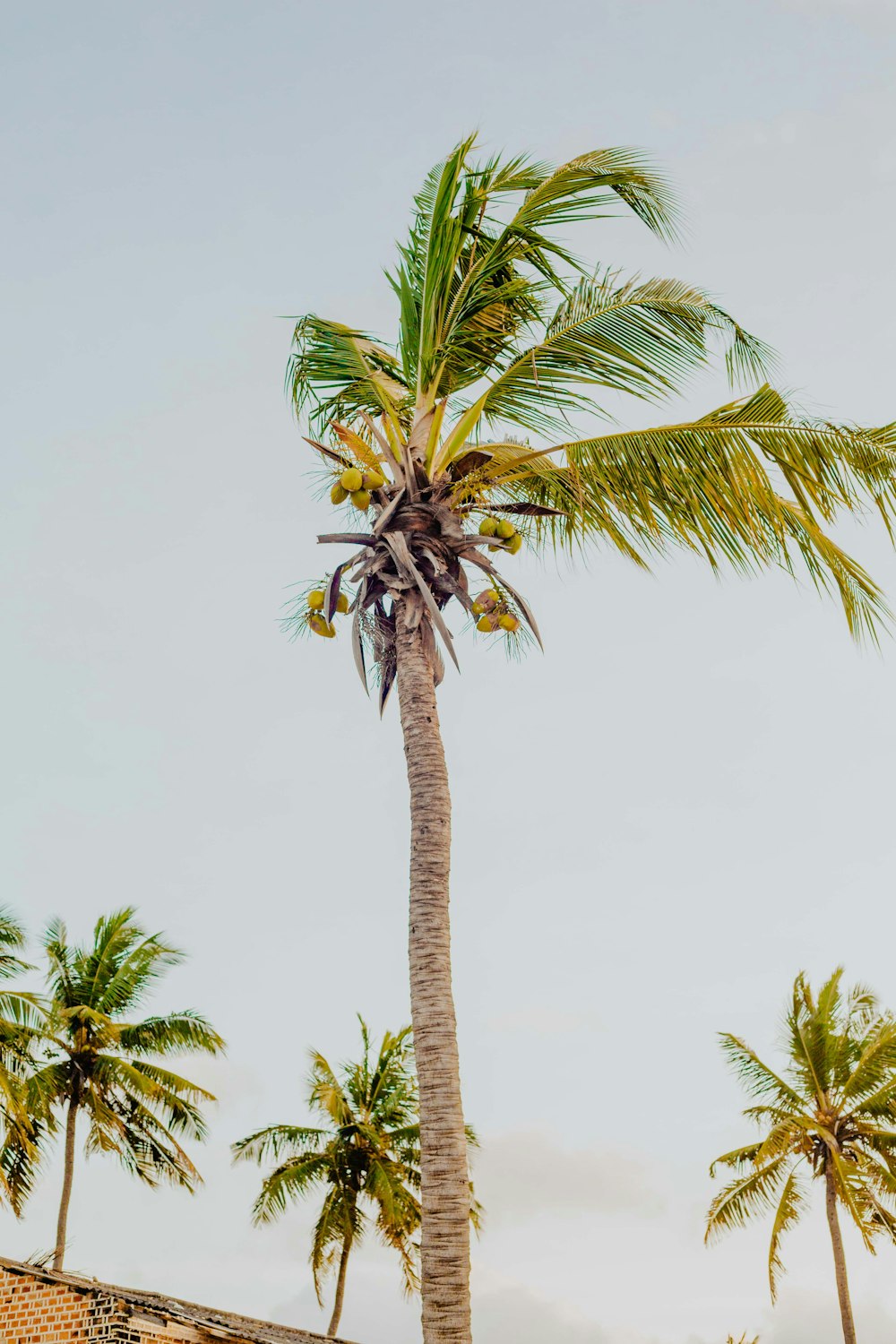 green palm tree under white sky during daytime