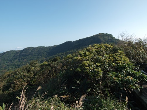 A lush, green landscape with dense foliage covers a hilly terrain under a clear blue sky. The vegetation varies in color, suggesting a rich biodiversity typical of a wild forest or mountainous region.
