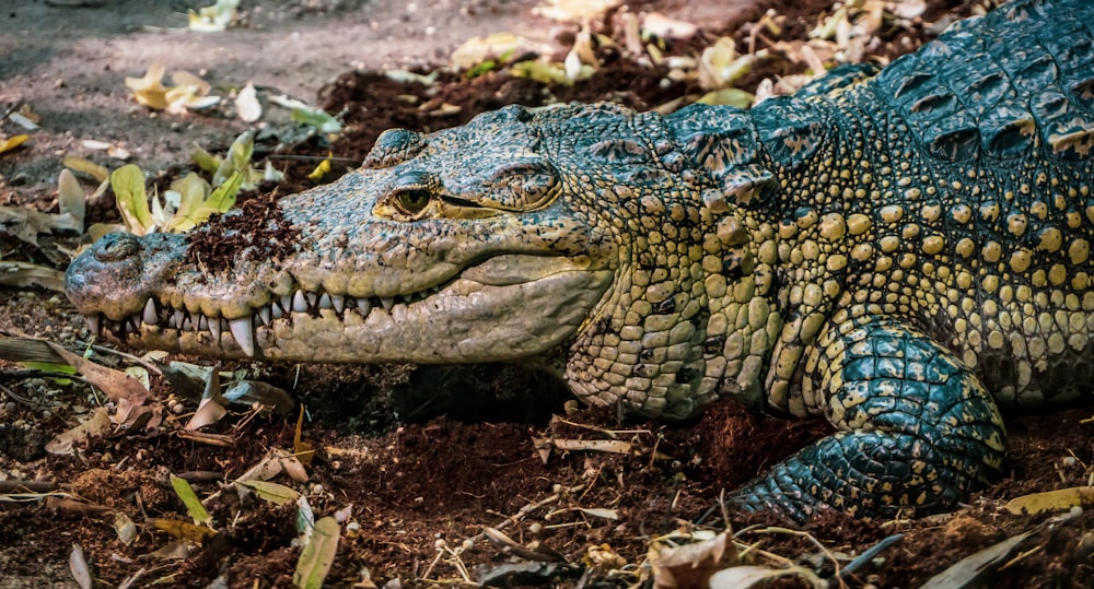 green crocodile on brown dried leaves