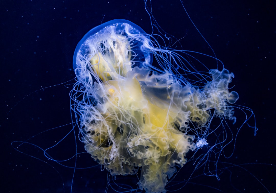 blue and white jellyfish in water