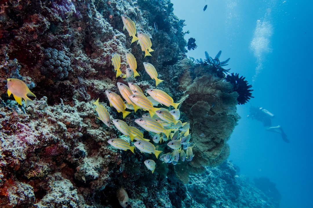 Underwater photo spot Gili Trawangan Lombok