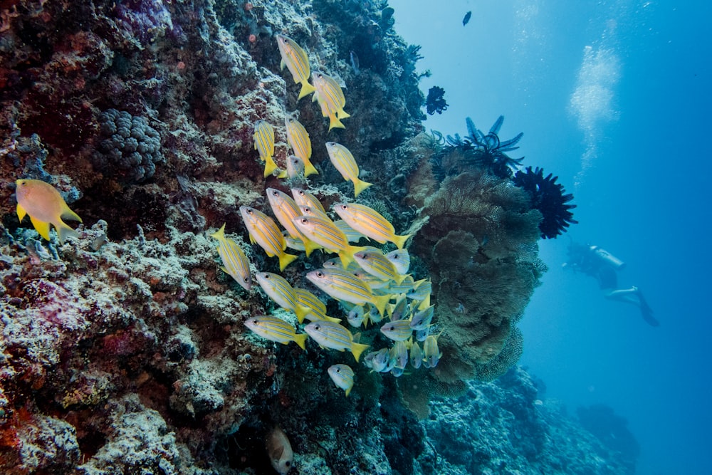 水中の黄色と白の魚