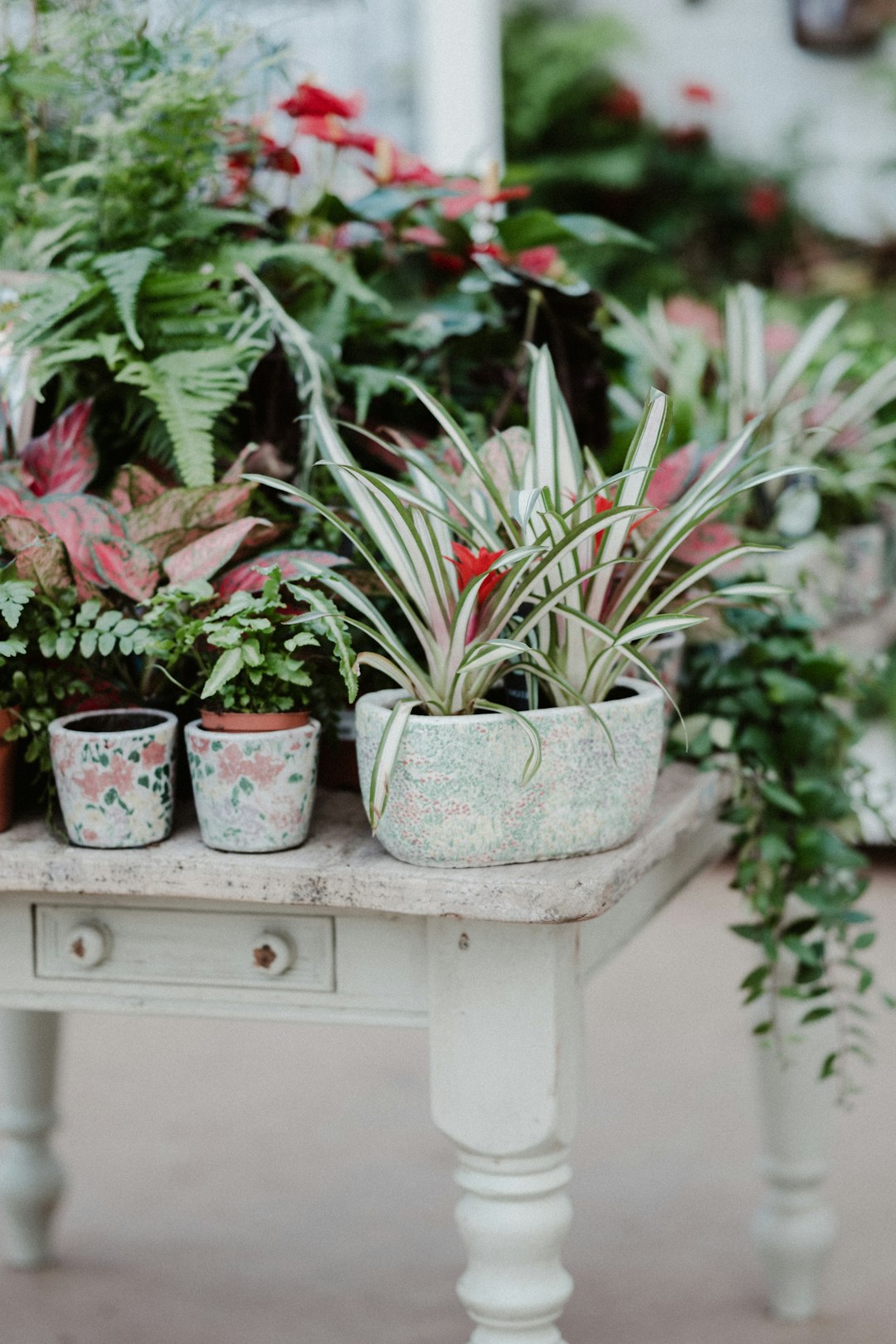 green and red plant on white ceramic pot