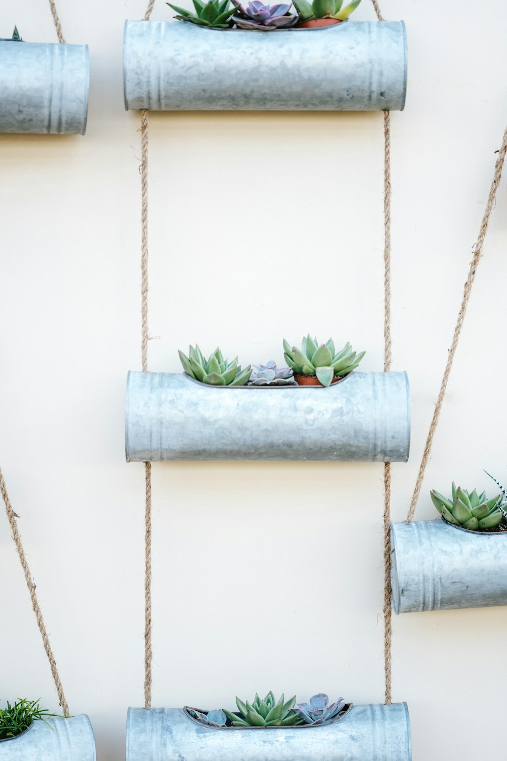 green plant in white plastic pot