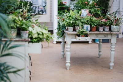 A rustic wooden table displaying an assortment of rare plants in terracotta pots.