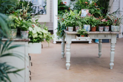 A rustic wooden table displaying a mix of vintage accessories alongside potted plants.