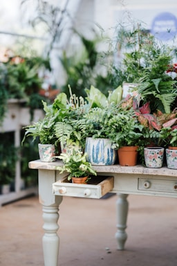 green plant on brown wooden table