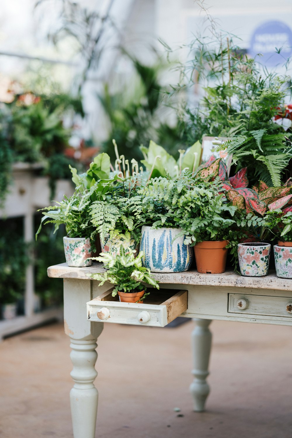 茶色の木製のテーブルに緑の植物