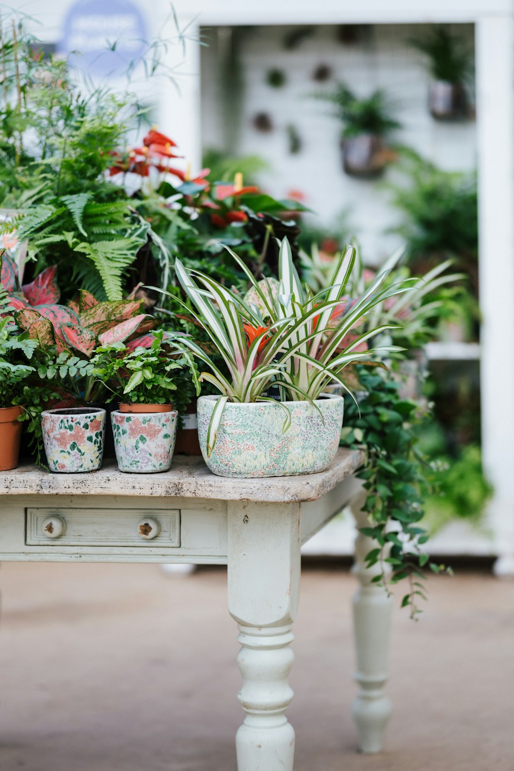 白い陶器の鉢に緑と赤の植物