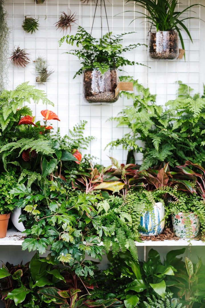 8 Interesting, Low Maintenance Indoor Plants that are Completely Safe for Pets