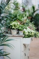 green plant on blue and yellow floral pot