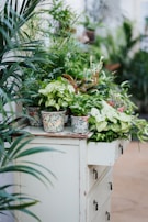 An assortment of vibrant green plants is arranged in decorative pots atop an antique white dresser. The foliage is lush and varied, creating a sense of abundance and life. The setting seems indoors, likely in a greenhouse or garden store, with soft, natural light illuminating the scene.