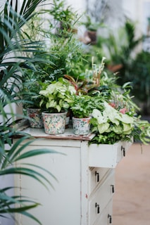 An assortment of vibrant green plants is arranged in decorative pots atop an antique white dresser. The foliage is lush and varied, creating a sense of abundance and life. The setting seems indoors, likely in a greenhouse or garden store, with soft, natural light illuminating the scene.
