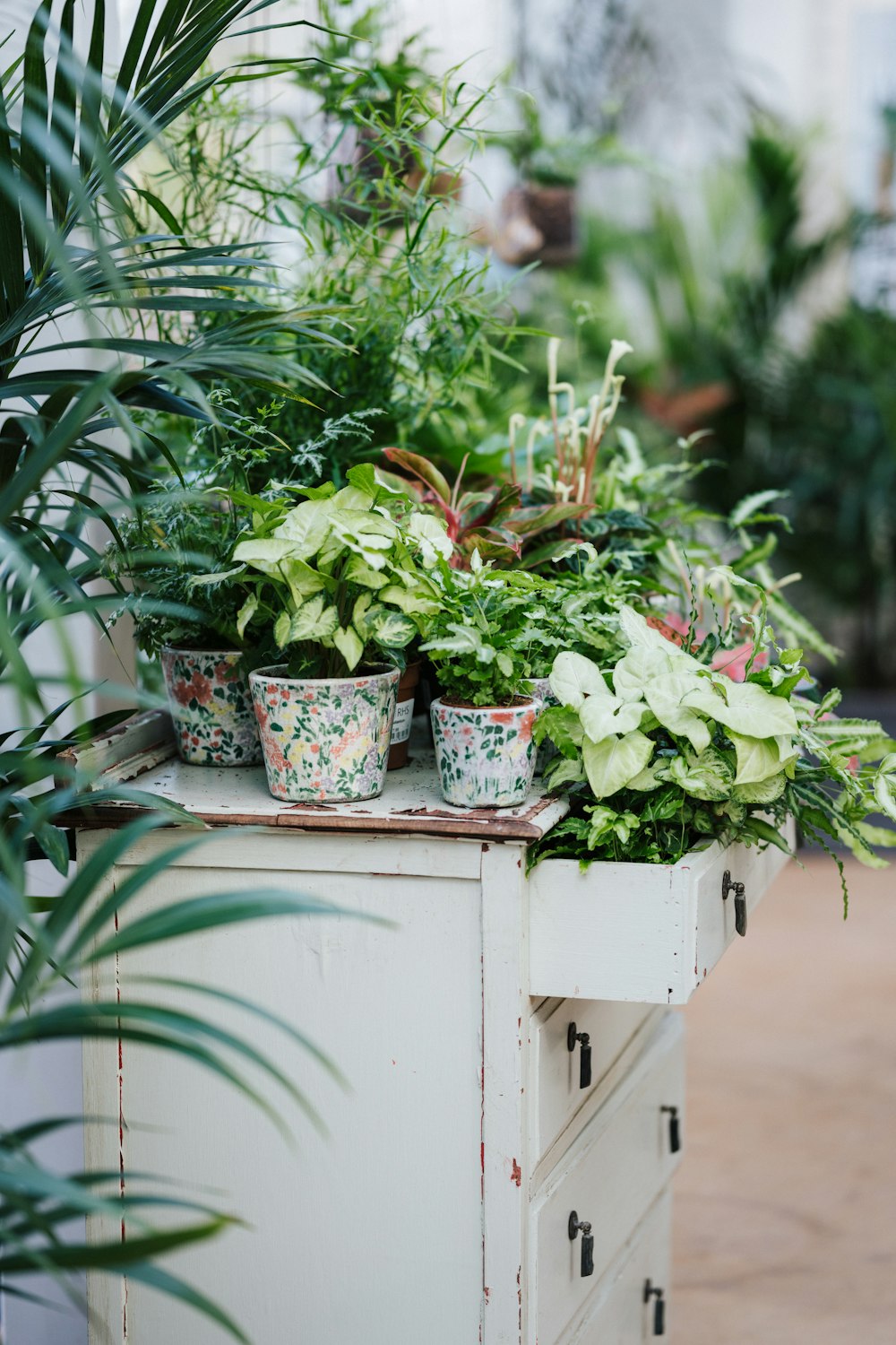 green plant on blue and yellow floral pot