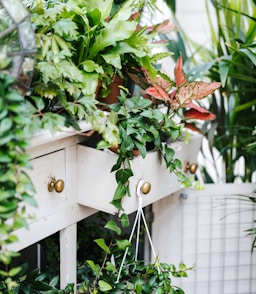 red and green plant on white wooden fence