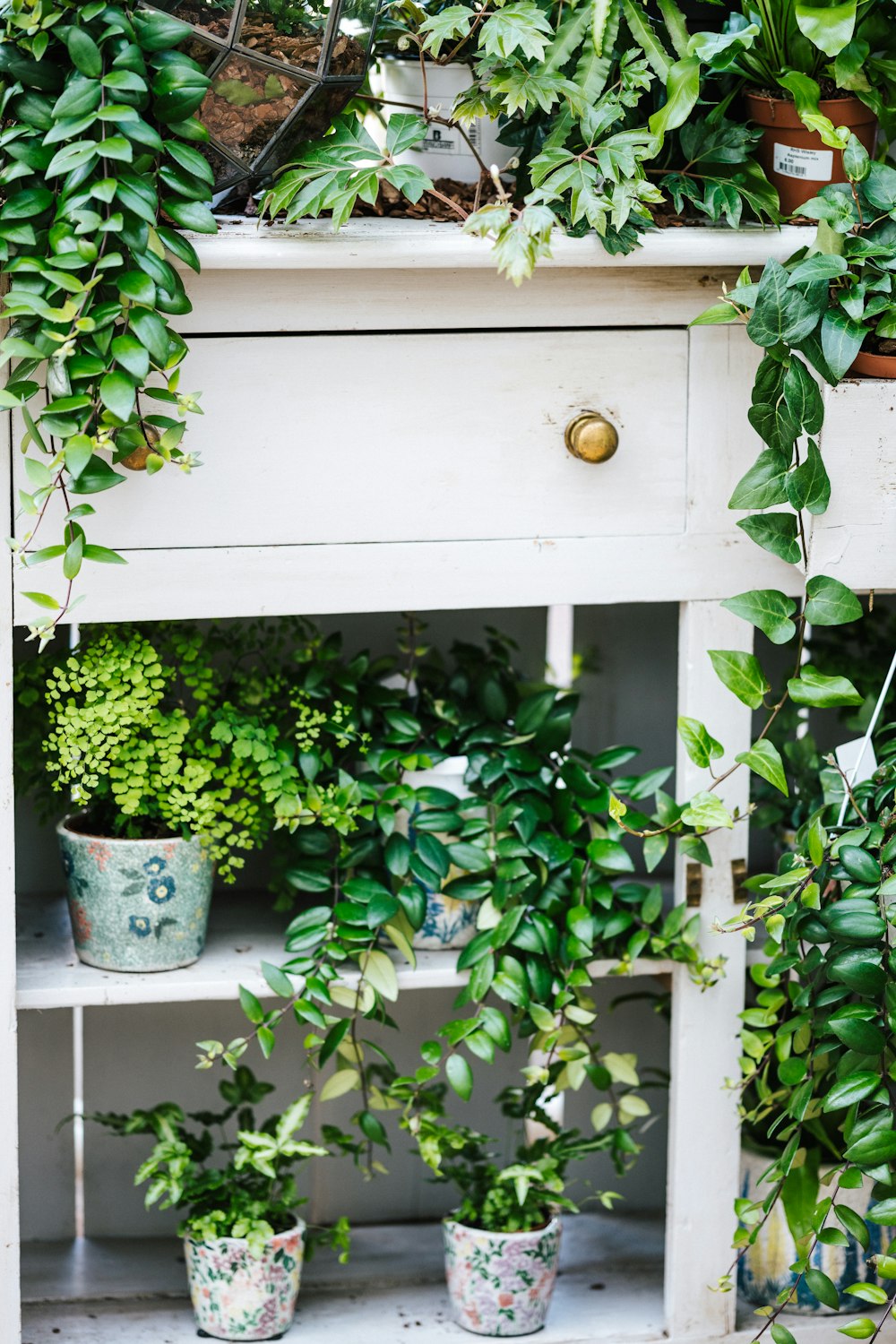 green plant on blue pot