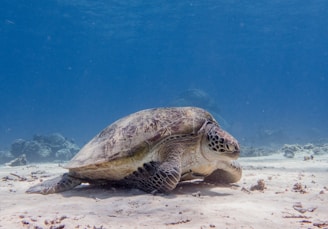 A sea turtle rests on the ocean floor, surrounded by a sandy seabed with scattered rocks and coral. The water is clear, showcasing various shades of blue as it deepens.