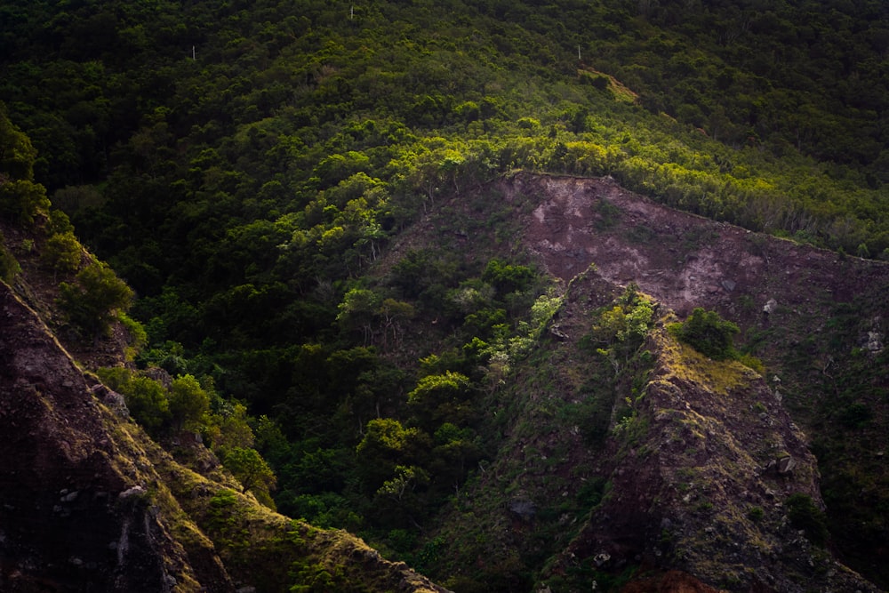 green trees on mountain during daytime