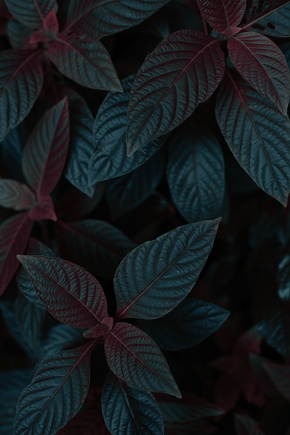 green leaves in close up photography