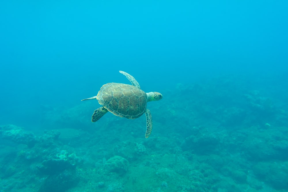 brown turtle in the water