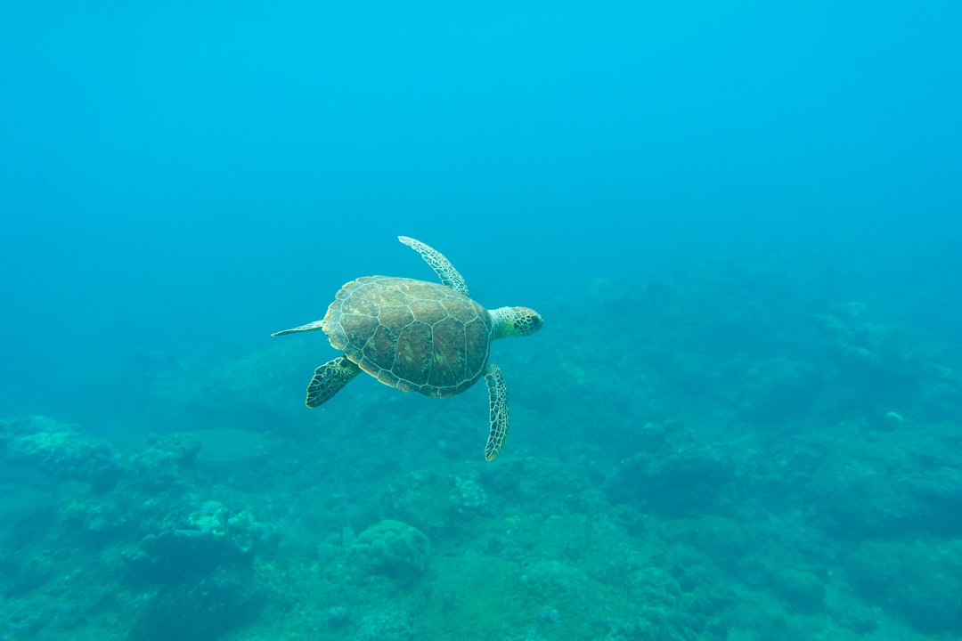 brown turtle in the water