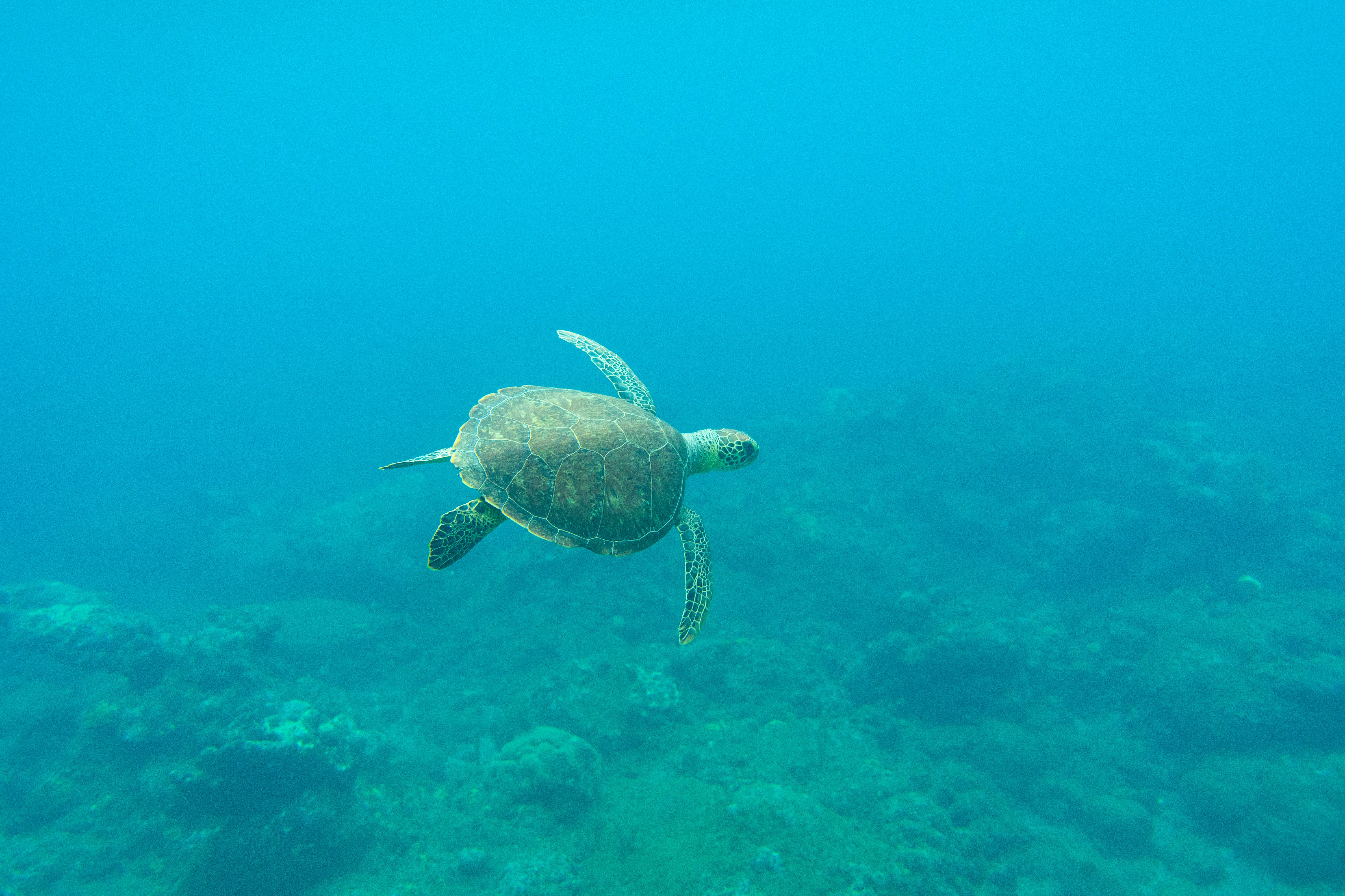 brown turtle in the water