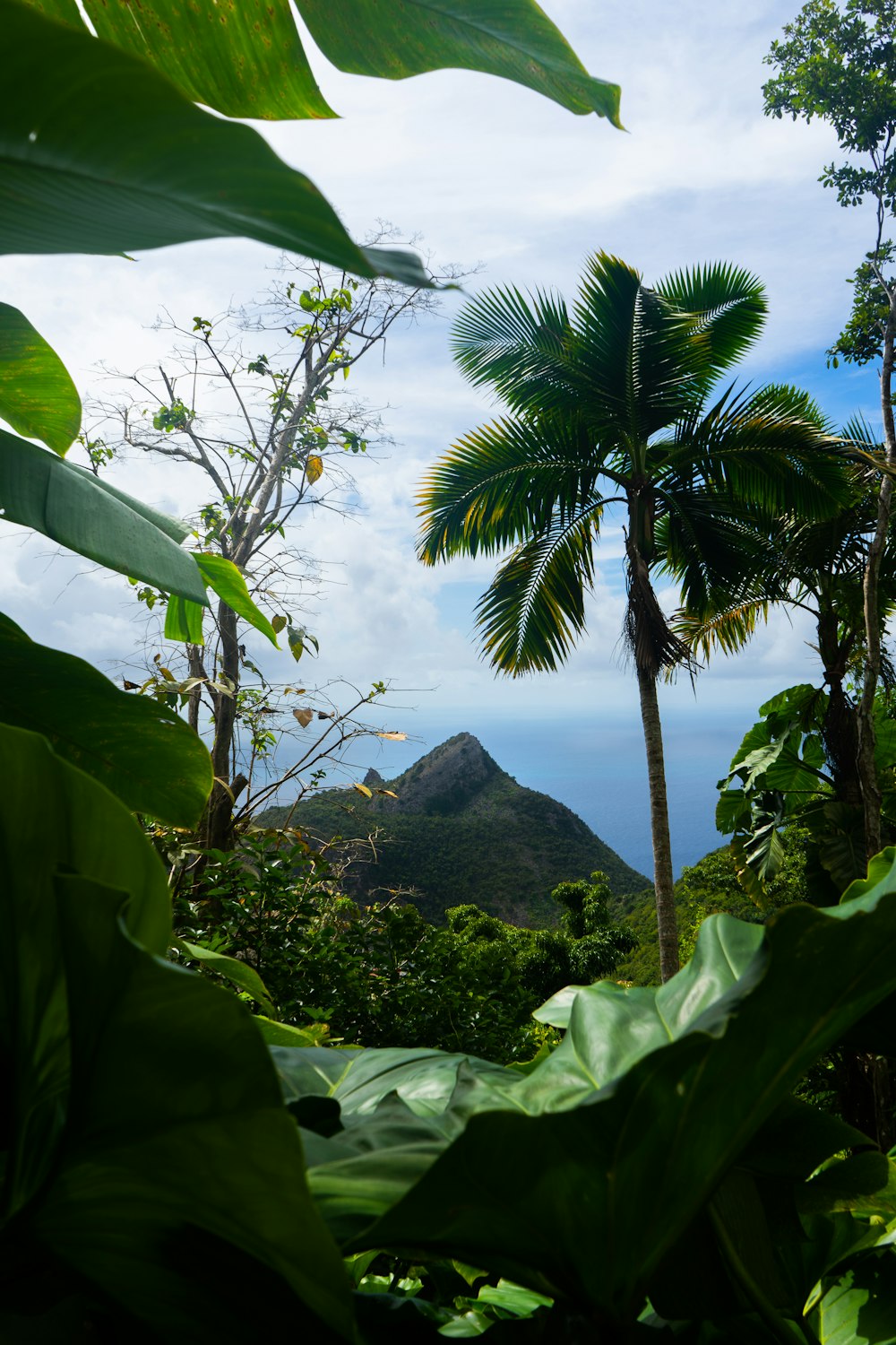 green trees on mountain during daytime