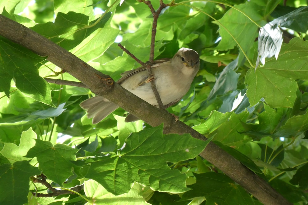 white bird on tree branch during daytime