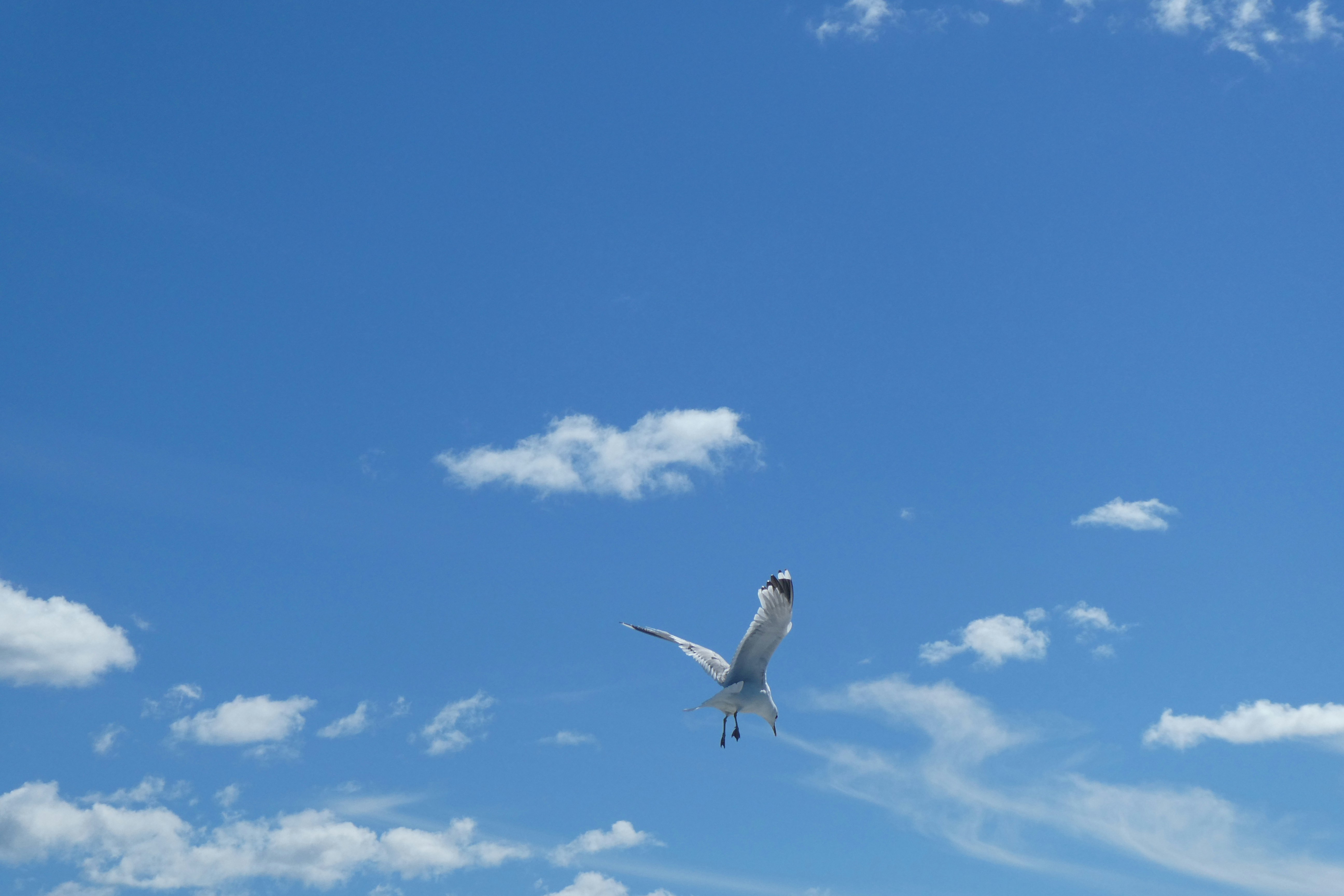 Pájaro blanco volando bajo el cielo azul durante el día foto – Imagen ...