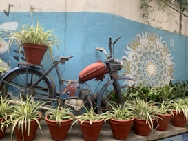 A vintage bicycle repurposed as a decorative piece with a red fuel tank and faded blue frame. It features potted plants placed around and on it, set against a light blue wall with a white and yellow mandala design.