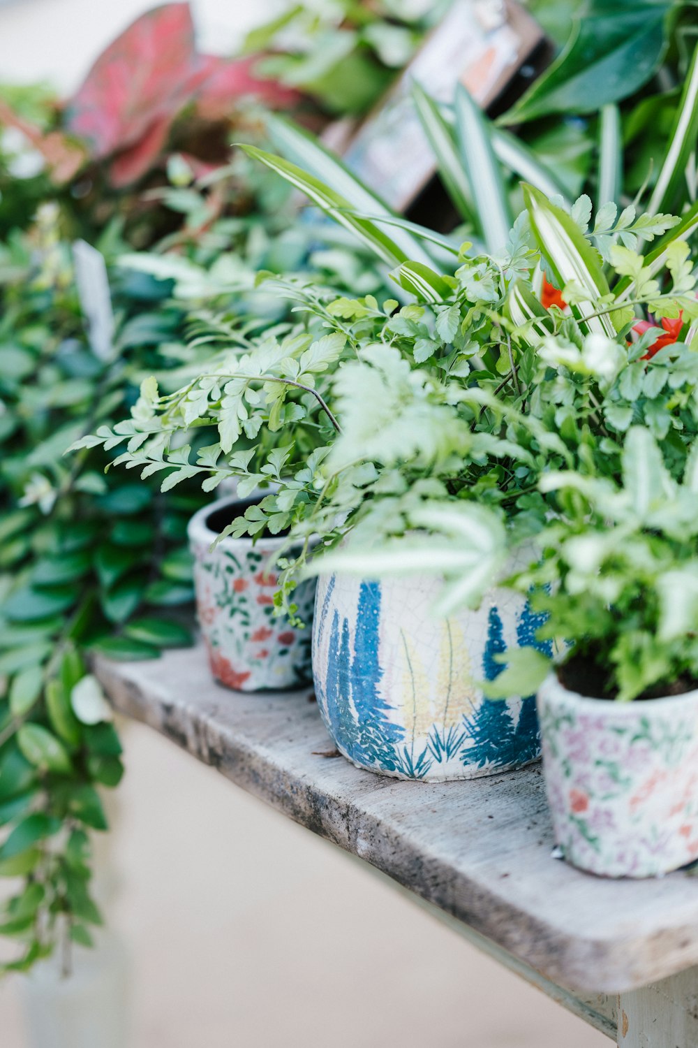 green plant in blue ceramic pot