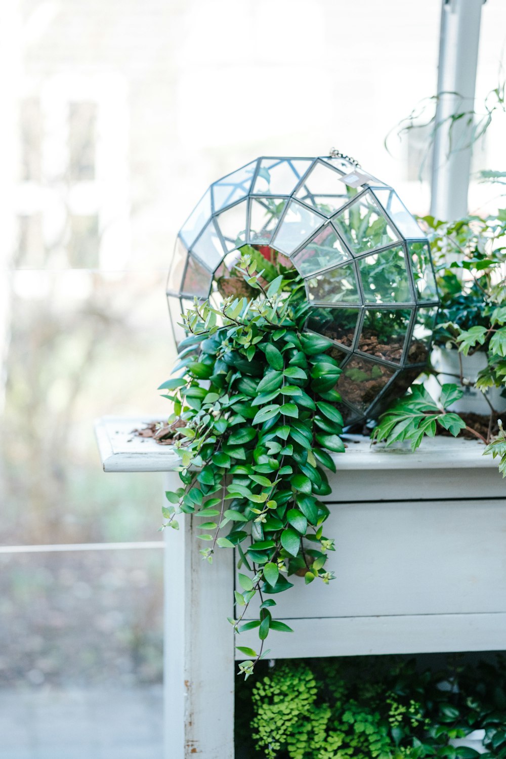 green plant on white wooden table