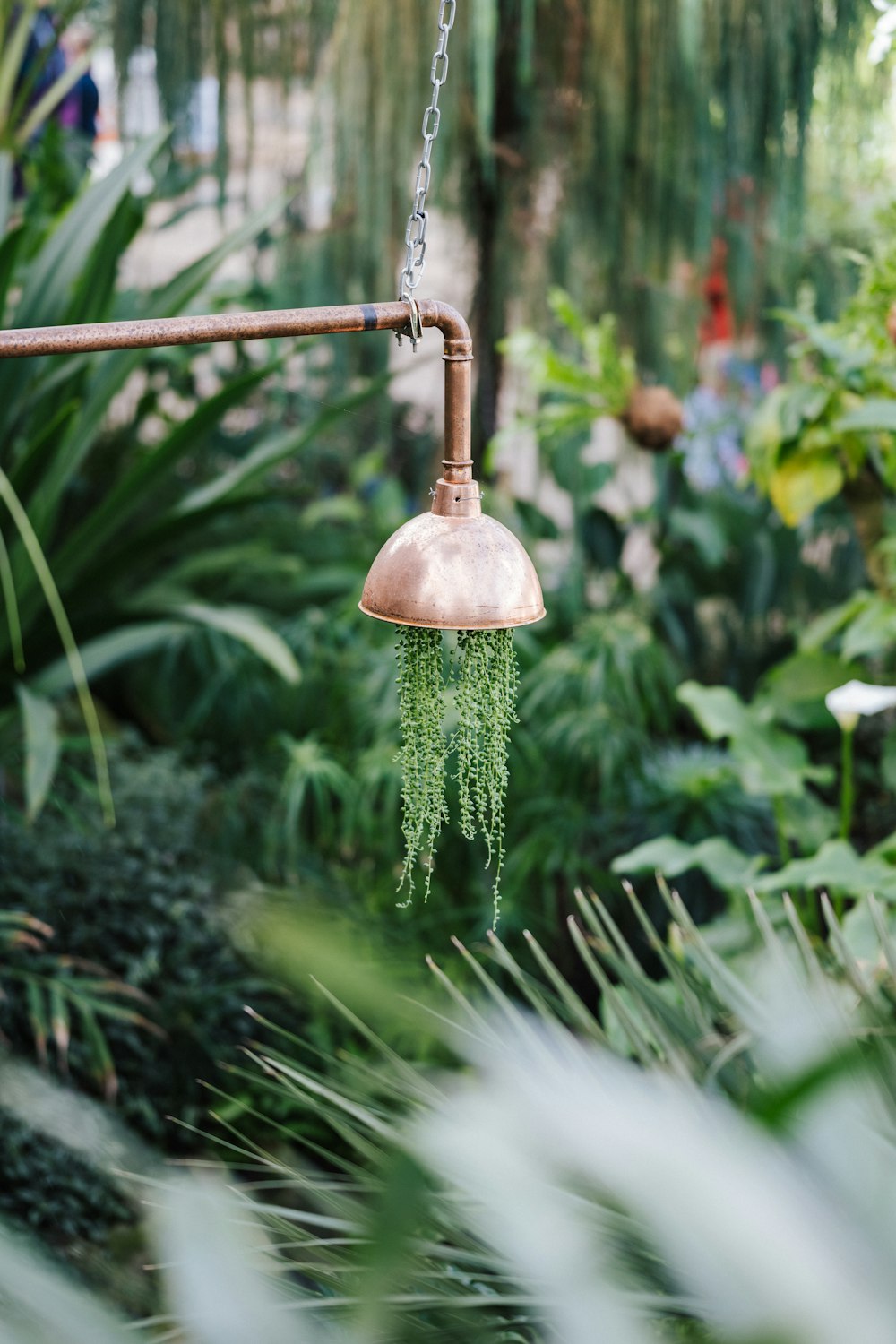 gold pendant lamp hanging on green pine tree