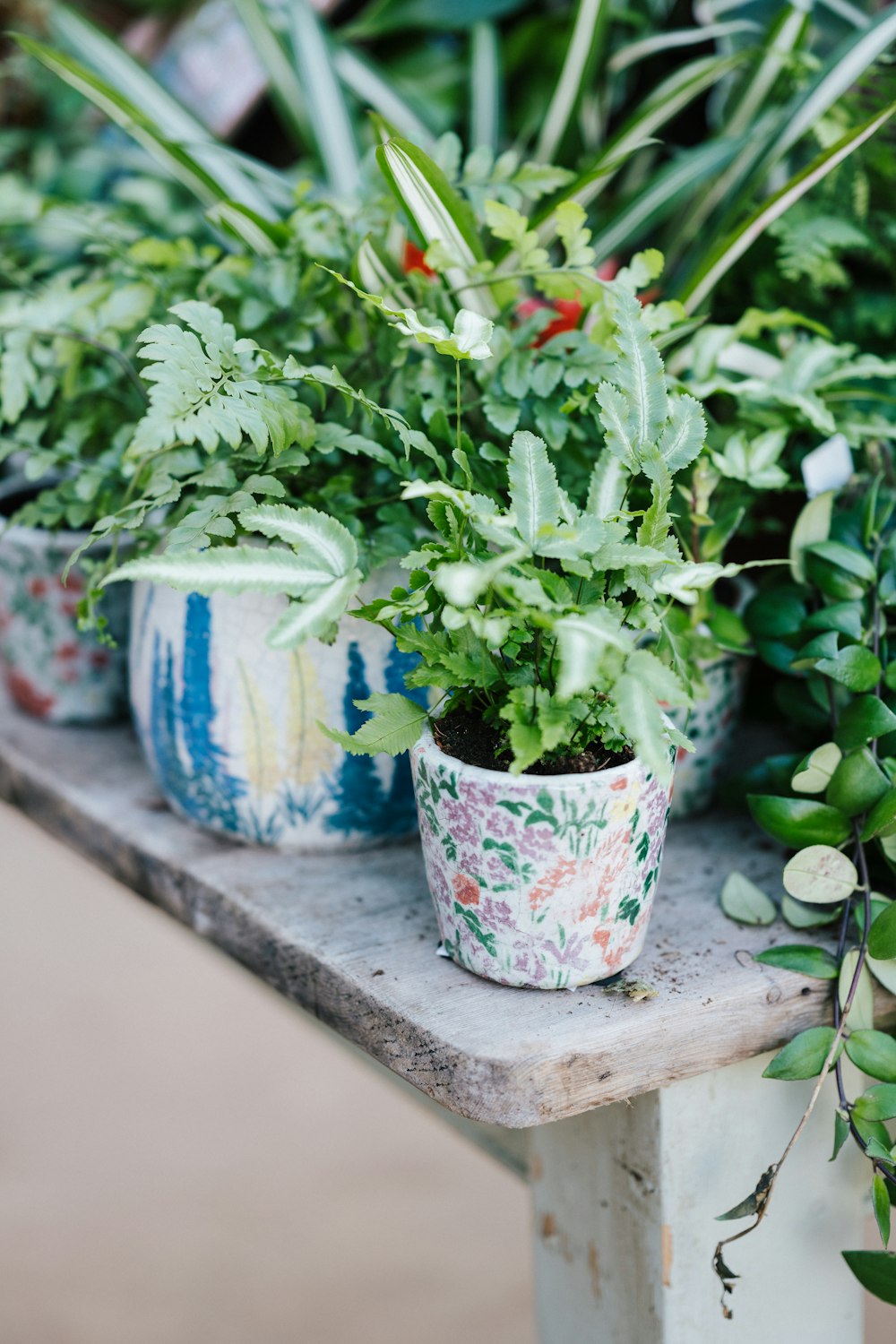 green plant in blue and pink floral pot