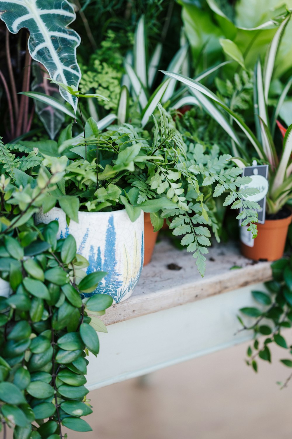 green plant on blue ceramic pot