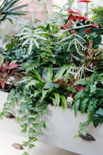 green plant on white ceramic pot