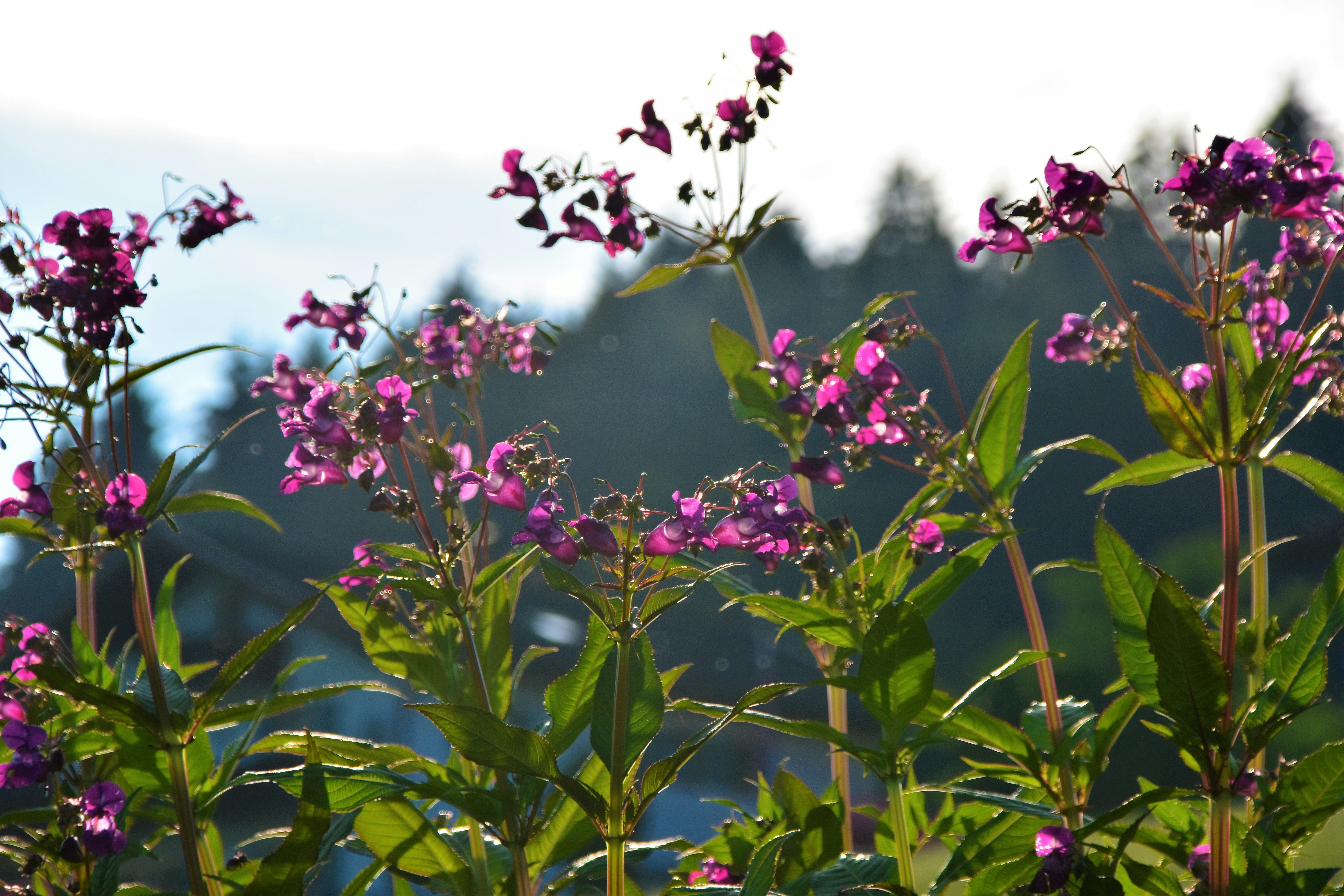 Mountain Flowers with red blossoms in nature 
