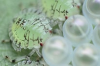 Close-up of eco-friendly pest control products used by insectgo.