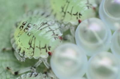 Close-up of eco-friendly pest control products used by Angels Pest Control.