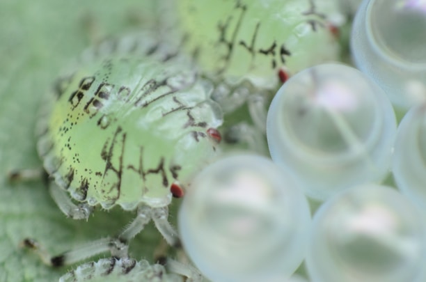 Close-up of eco-friendly pest control products used by Cleanstrike Service.