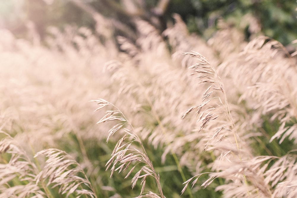 a close up of a field of tall grass