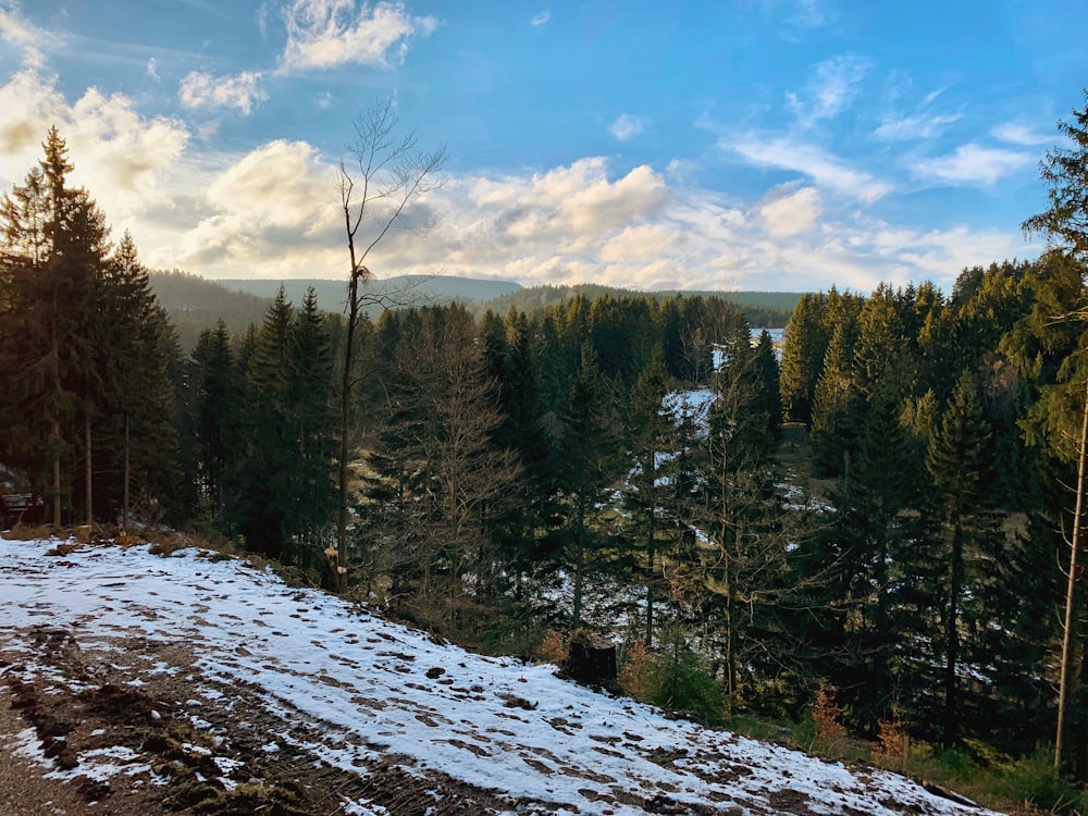 green pine trees on snow covered ground under blue sky during daytime