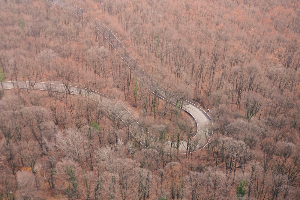 alberi marroni su campo marrone durante il giorno