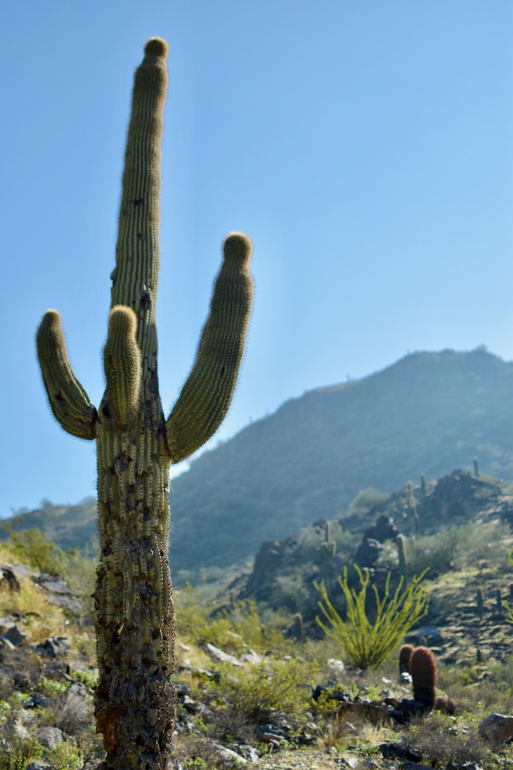 green cactus on brown rock